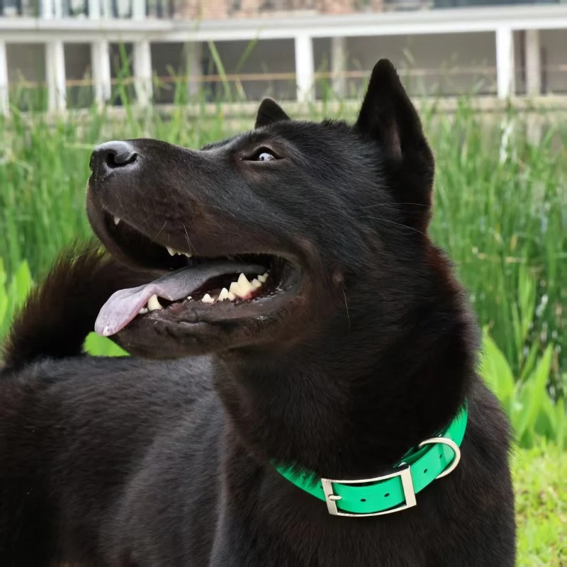 Collier pour chien en TPU robu - Outdoor Hunting Dogs avis et prix