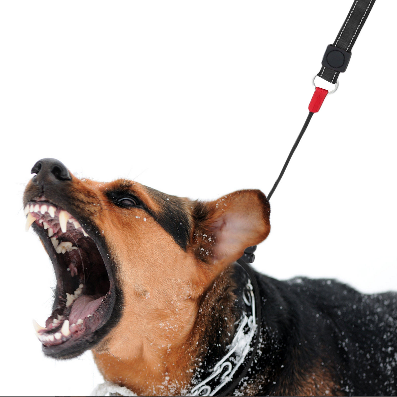 Laisse antidérapante pour chie - Outdoor Hunting Dogs avis et prix